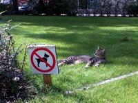Pfostenbild
