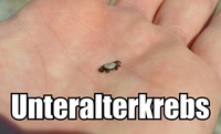Pfostenbild