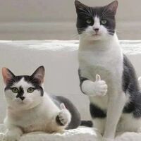 Pfostenbild
